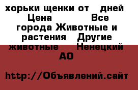 хорьки щенки от 35дней › Цена ­ 4 000 - Все города Животные и растения » Другие животные   . Ненецкий АО